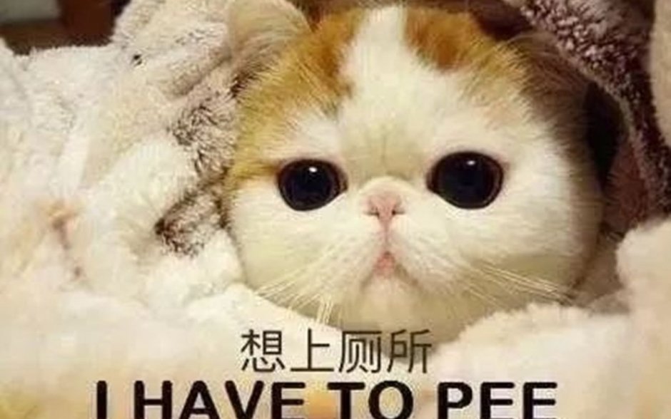 Милые котята с большими глазами