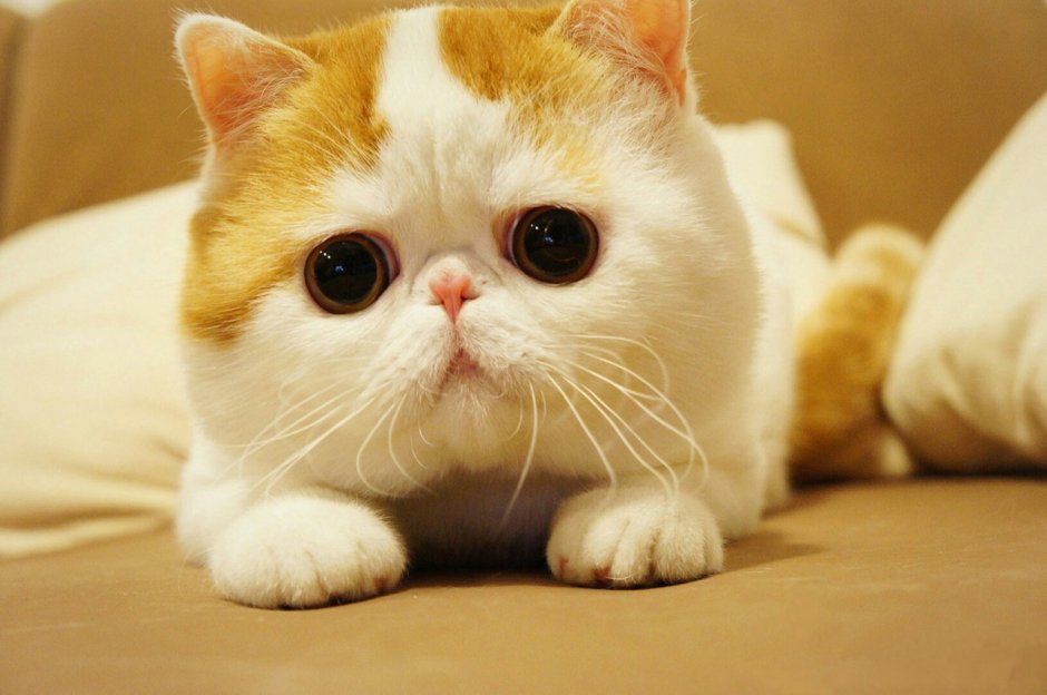 Экзот кошка