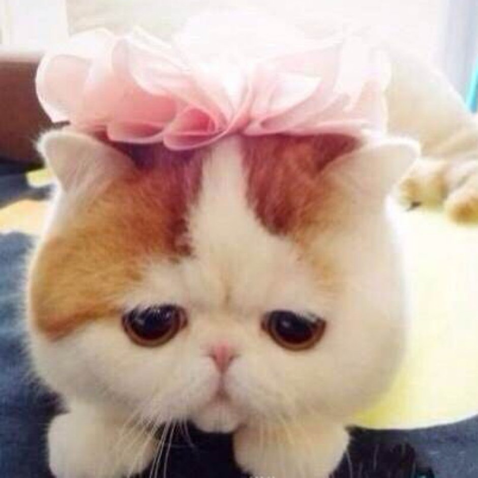 Китайский кот