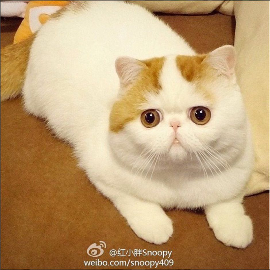 Порода кошек с большими глазами и приплюснутой мордой