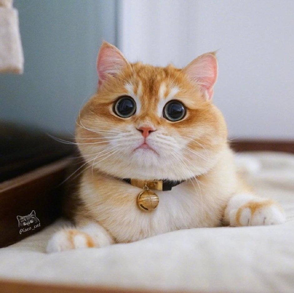 Катики сболшими глазками