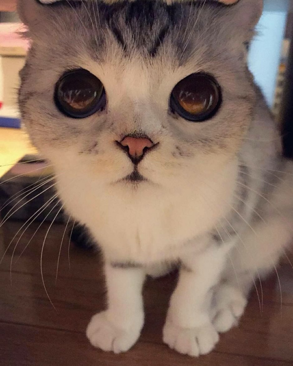 Японская кошка