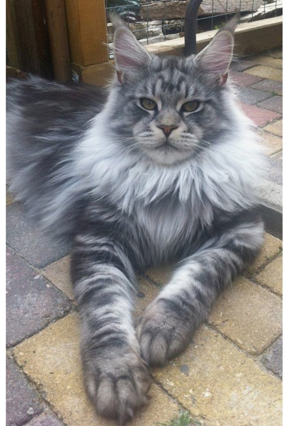 Мен куин кот