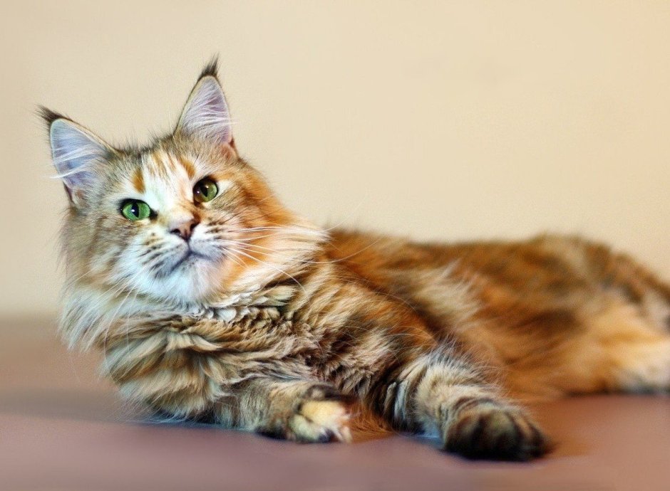 Котята породы Мейн кун