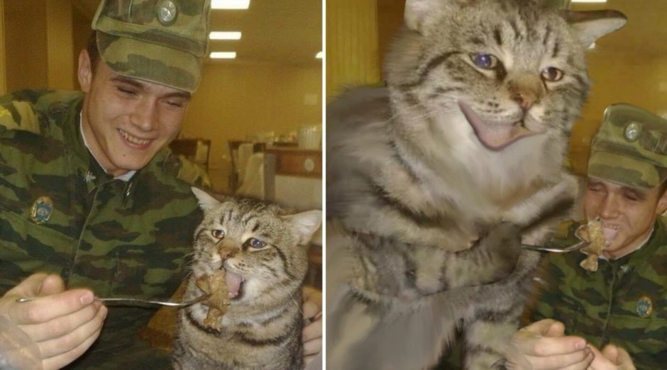 Солдат с кошкой