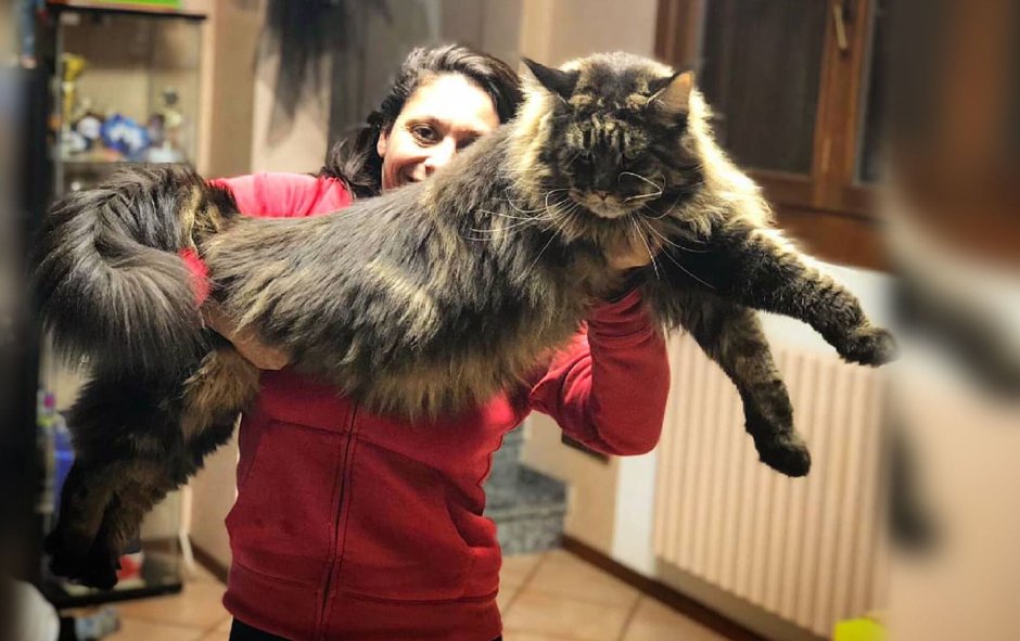 Самый большой Мейн кун в мире баривель