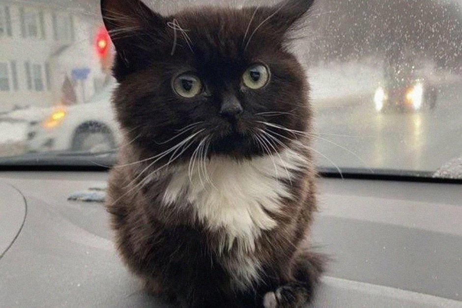 Кот Мем