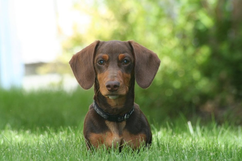 Такса Dachshund