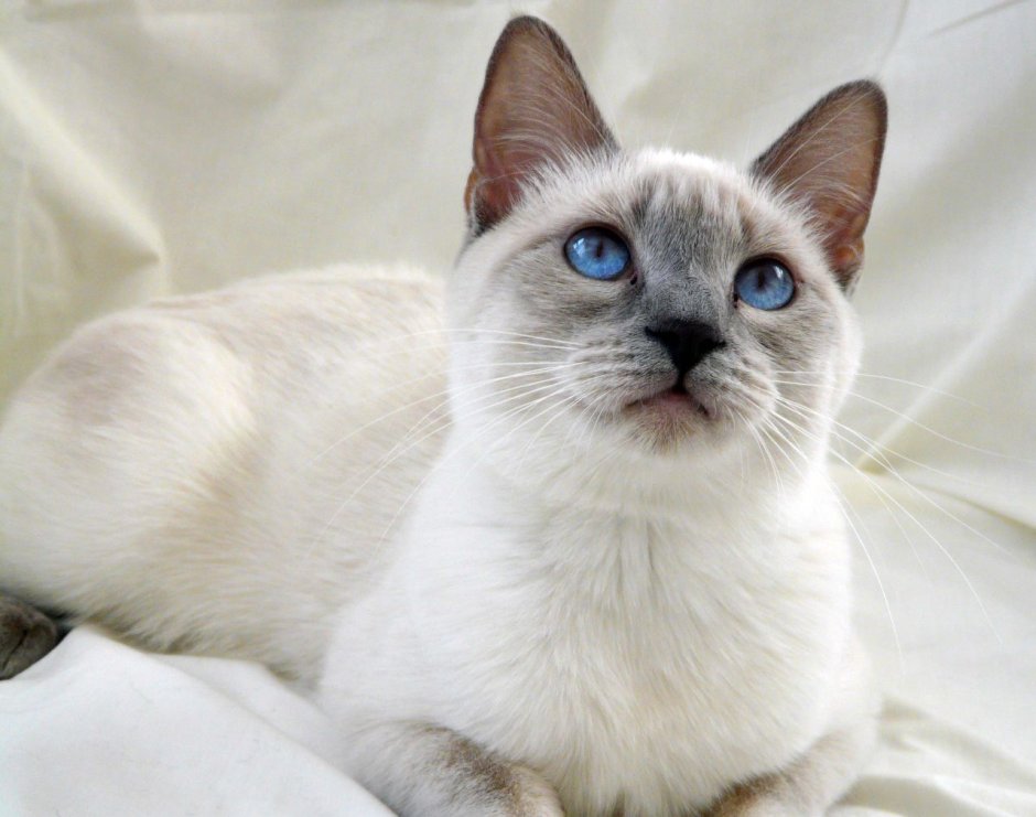 Линкс поинт Сиамская кошка