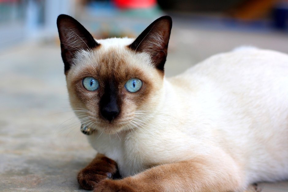 Королевская Сиамская кошка