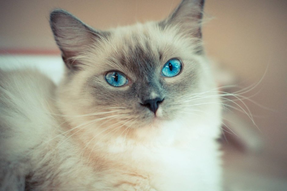 Сиамская кошка