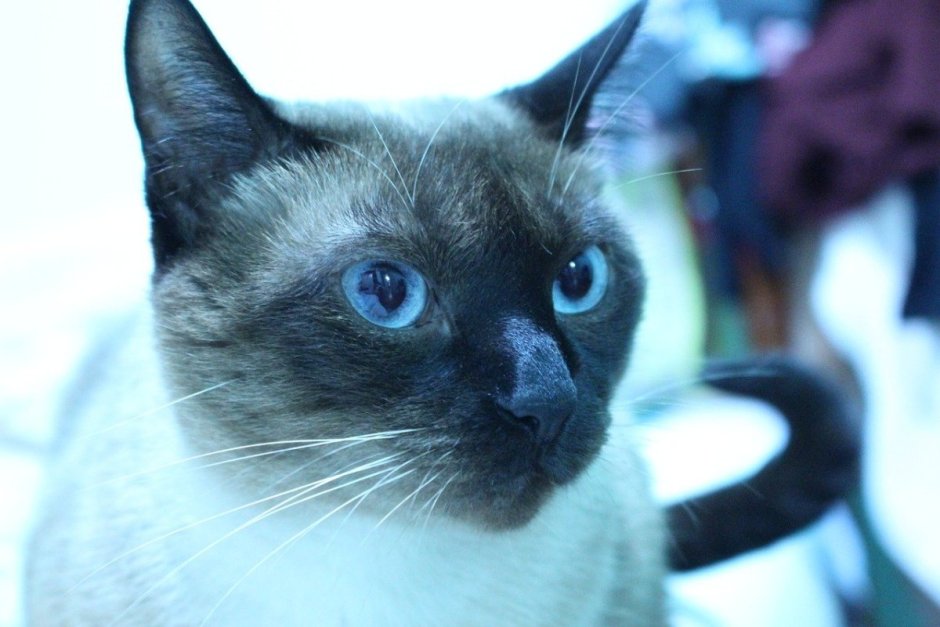 Сиамская кошка