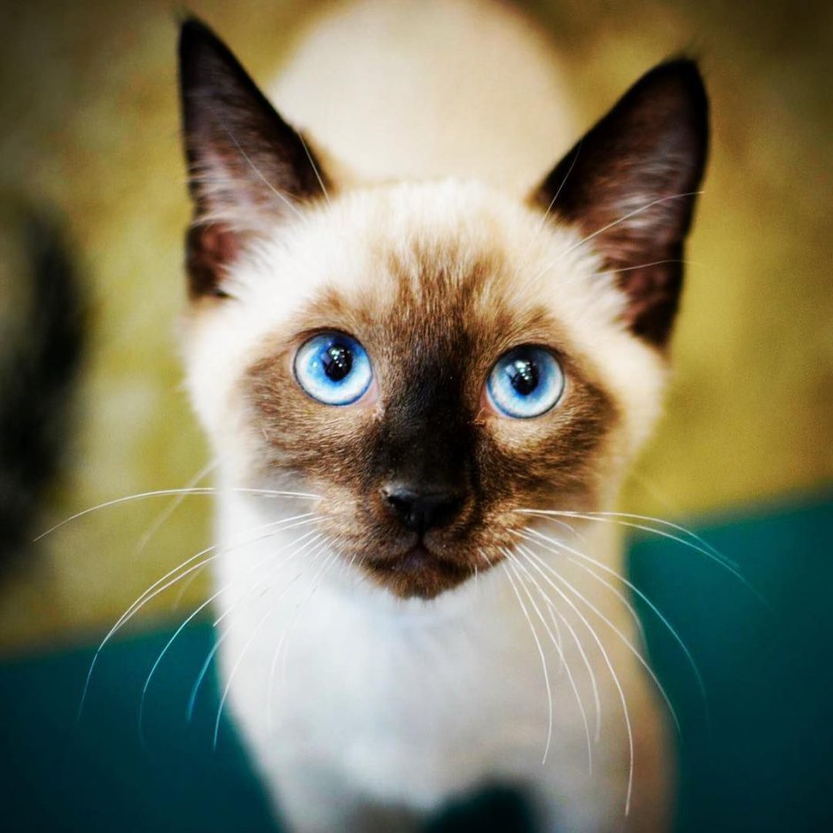 Сиамская кошка Лапкинс
