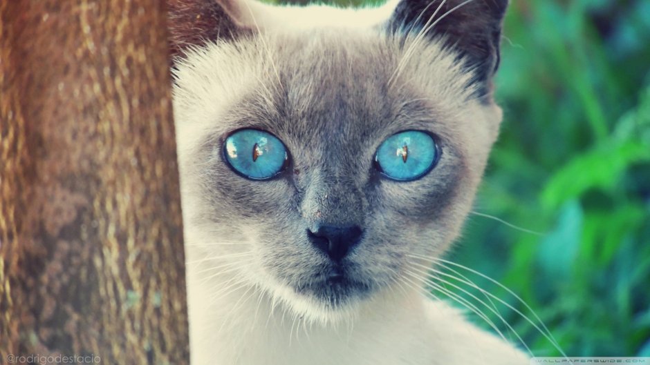 Котята Близнецы