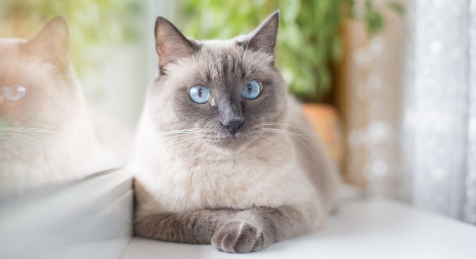 Сиамская голубая кошка