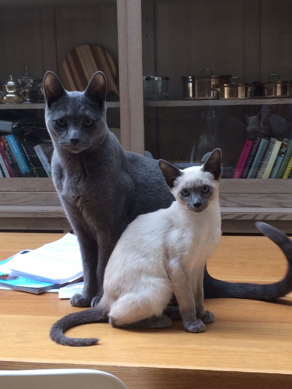 Сиамская кошка