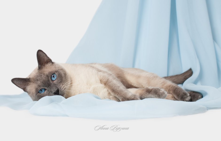 Сибирский голубая кошка короткошерстная
