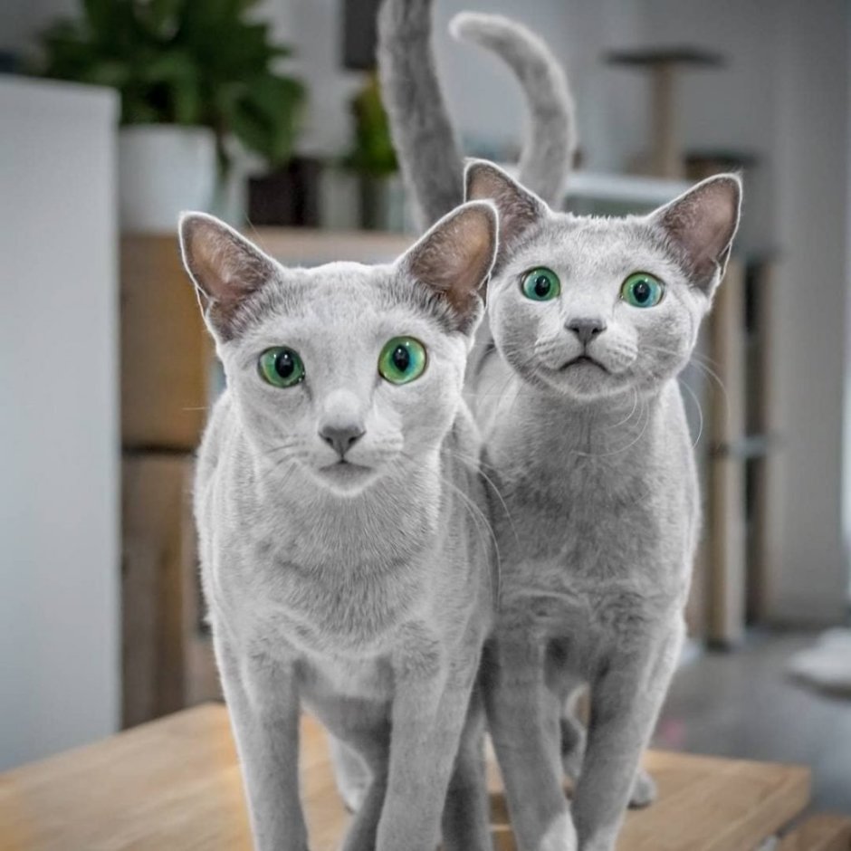 Сиамская кошка Блю-Пойнт