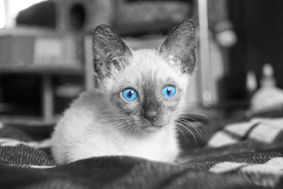 Сиамская кошка серая с голубыми глазами