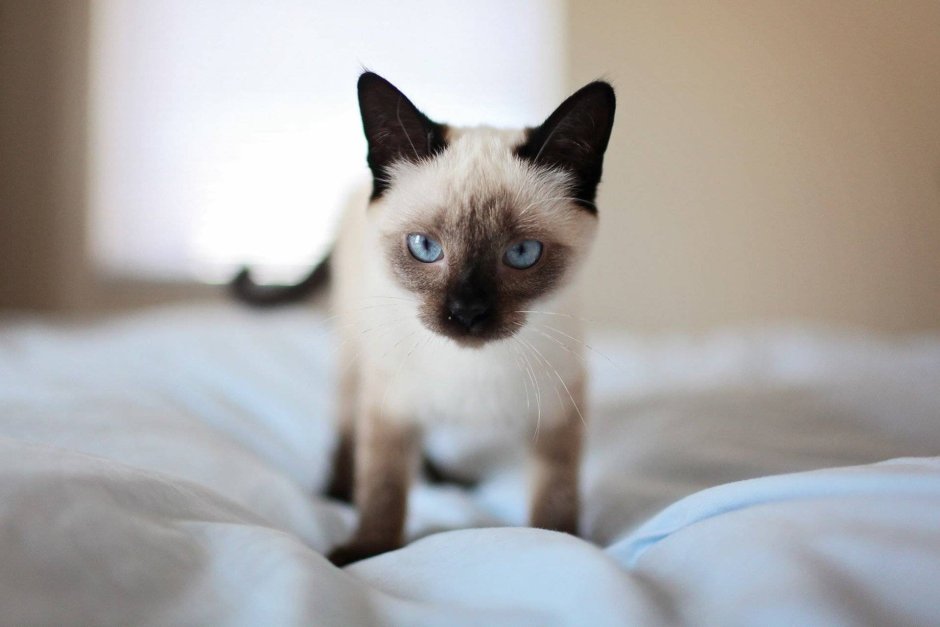 Сиамская кошка