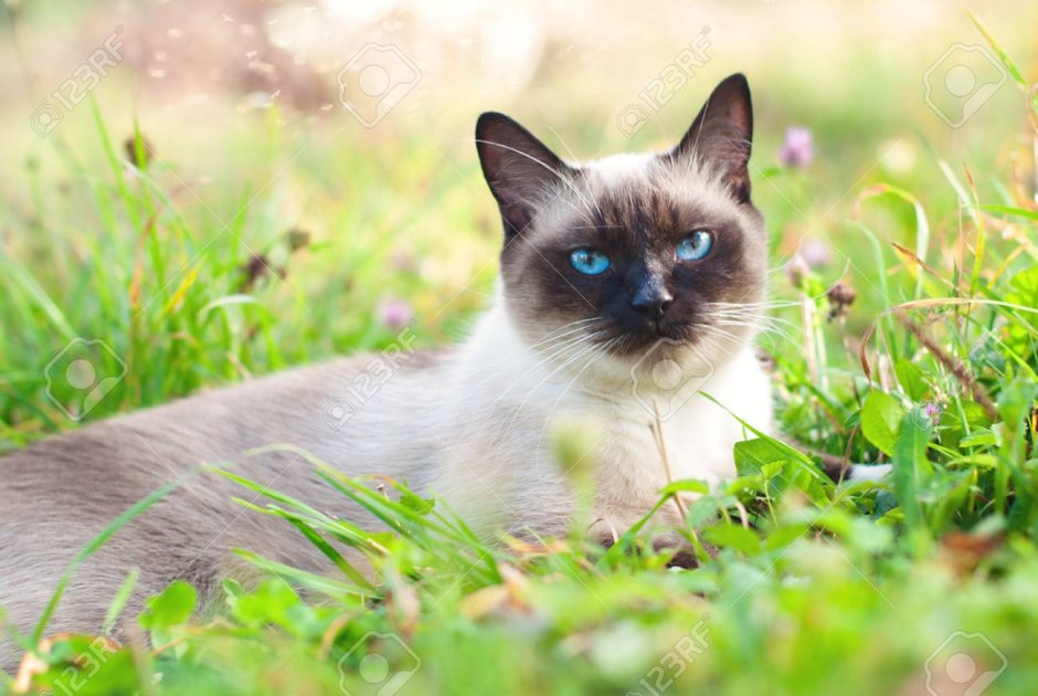 Сиамская кошка серая