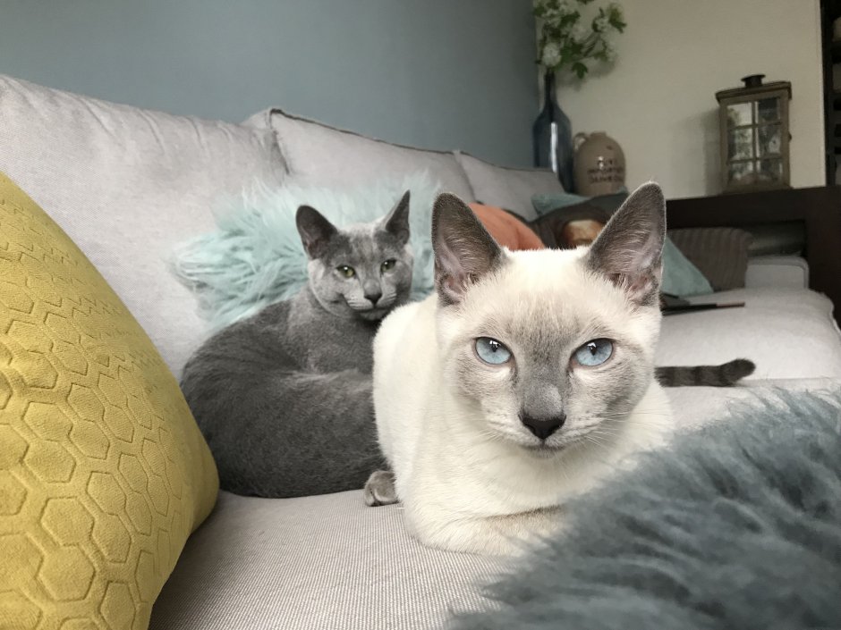 Сиамский кот