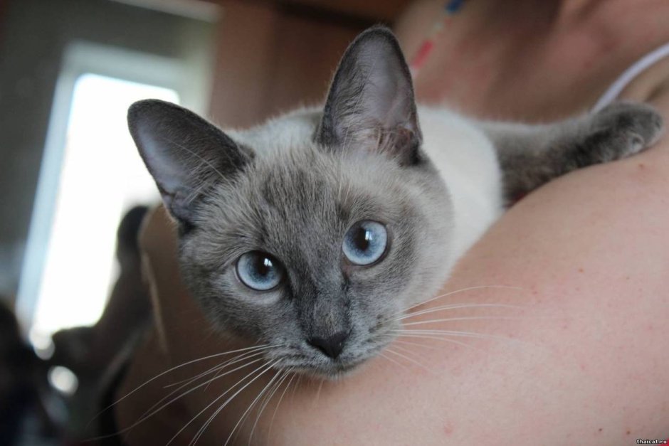 Сиамская кошка