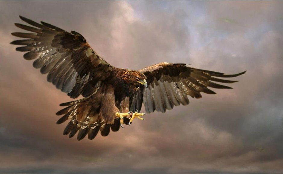 Беркут Aquila chrysaetos (Linnaeus, 1758)