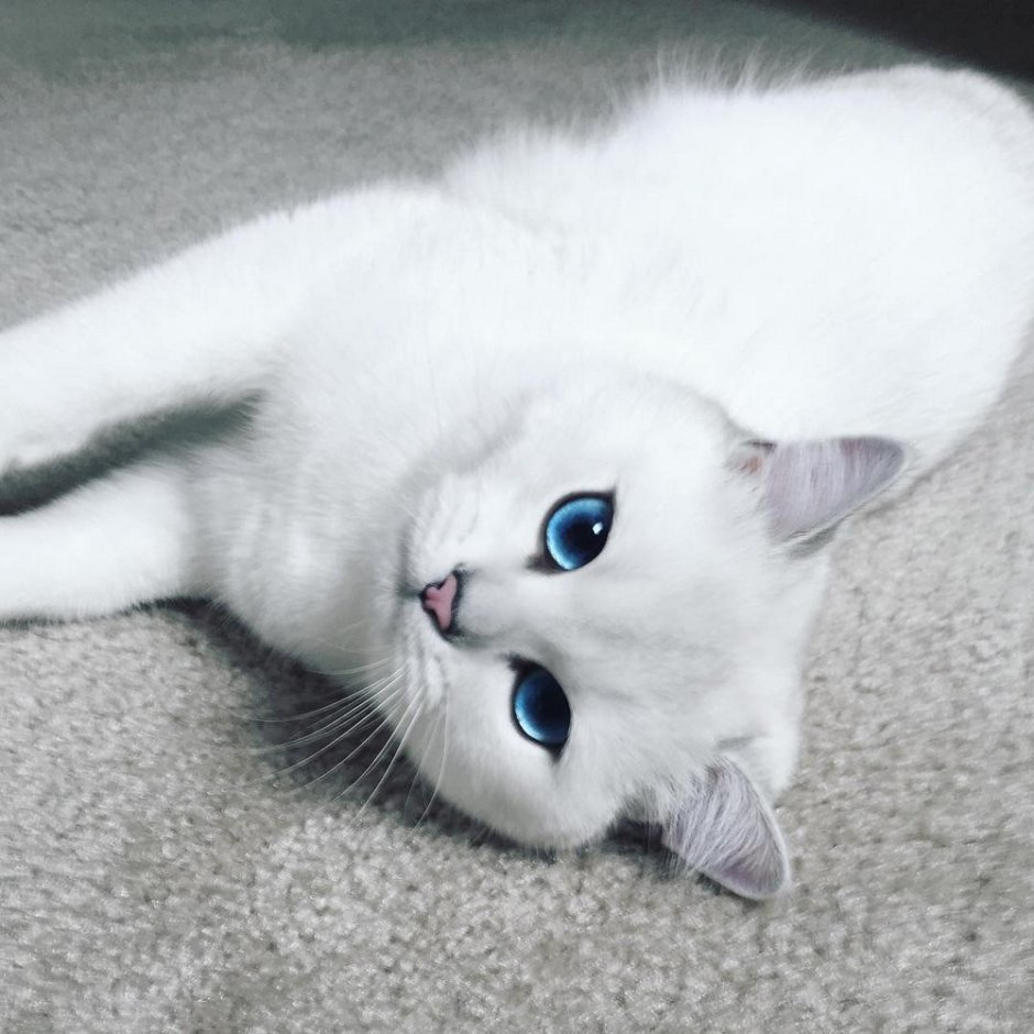 Кот ариец