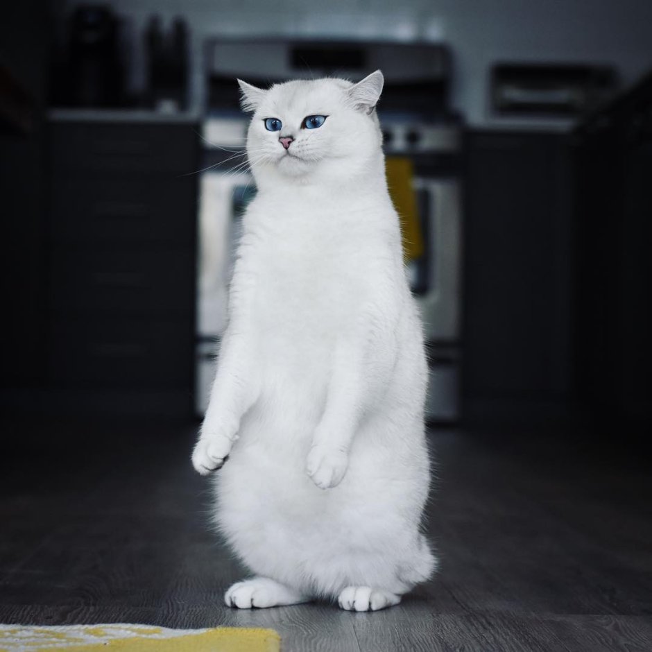 Скоттиш фолд белый кот