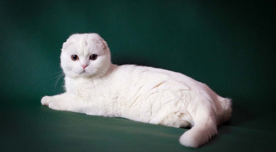 Британский прямоухий кот белый