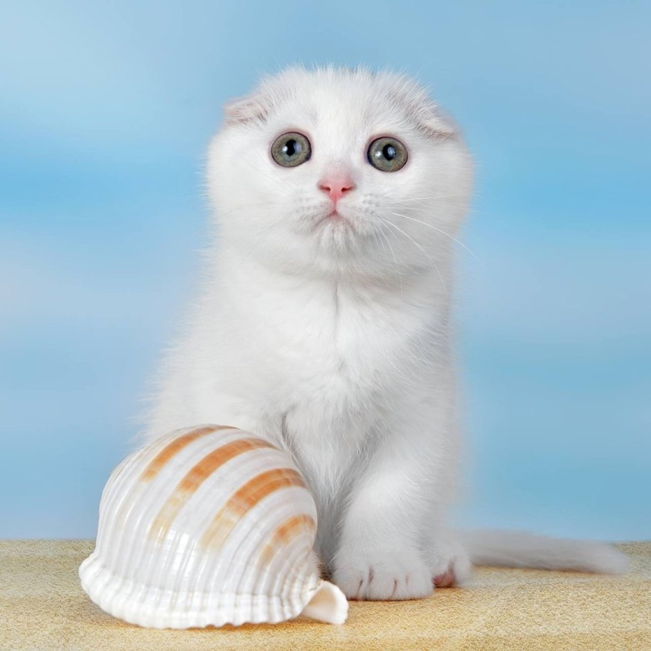 Скоттиш фолд белый