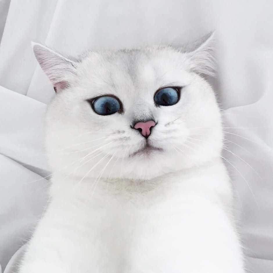 Шотландский скоттиш страйт белый