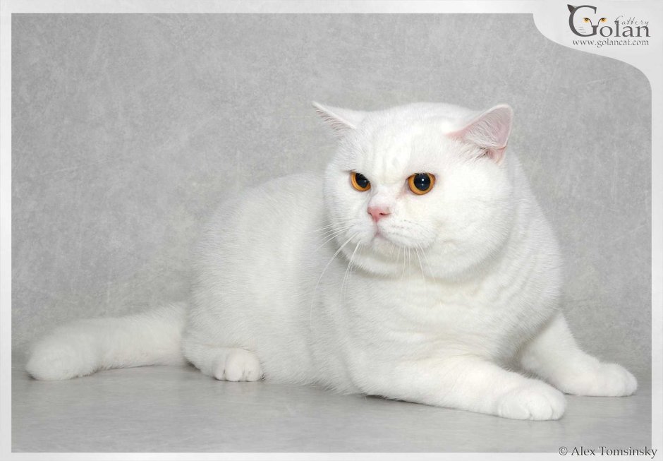 Скоттиш фолд Манчкин