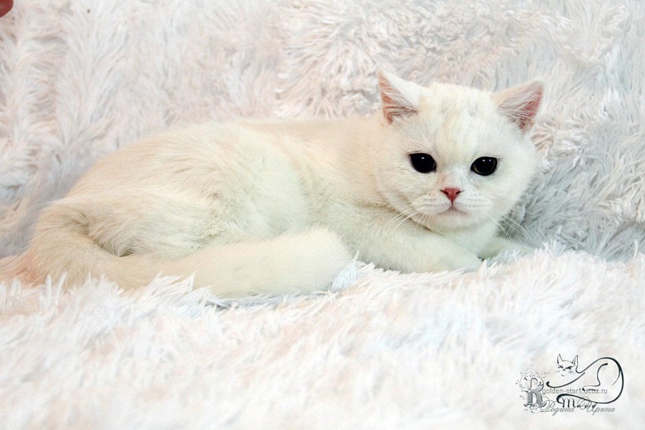 Шотландский вислоухий кот белый