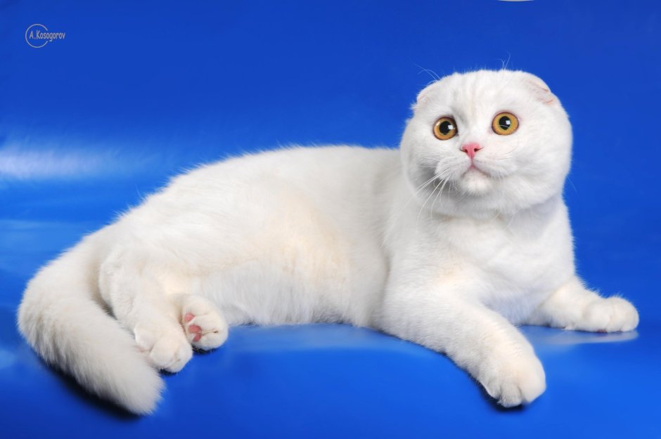 Скоттиш-фолд Шотландская вислоухая кошка белый