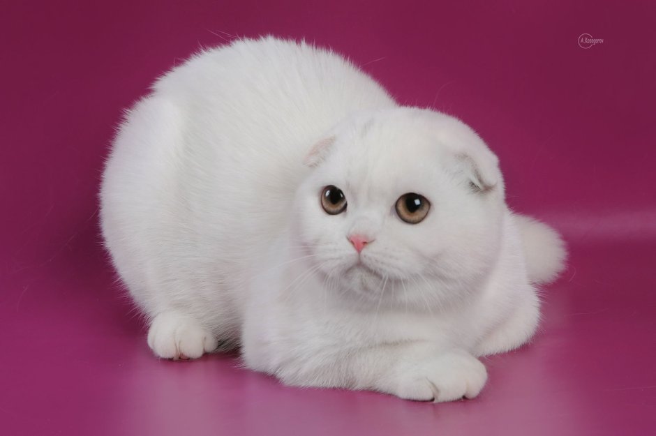 Бело коричневая вислоухая кошка