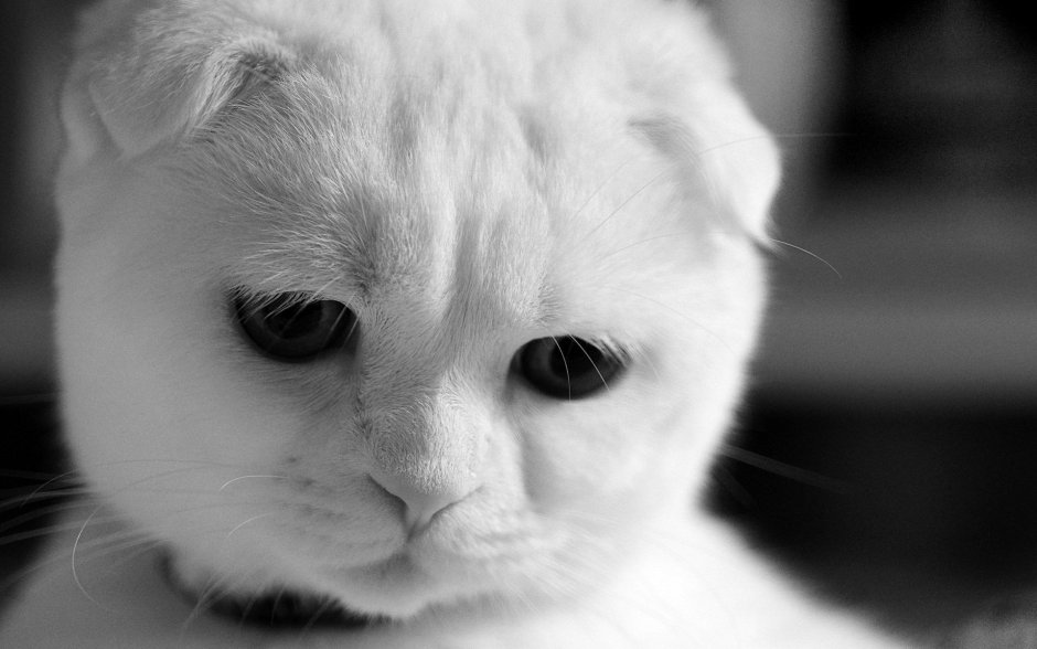 Шотландский вислоухий кот белый