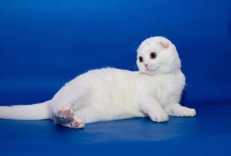 Шотландская вислоухая кошка белая