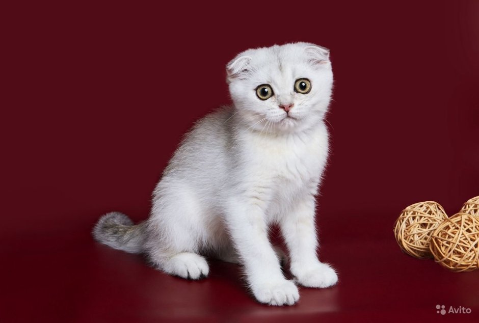 Шотландская вислоухая кошка с разными глазами