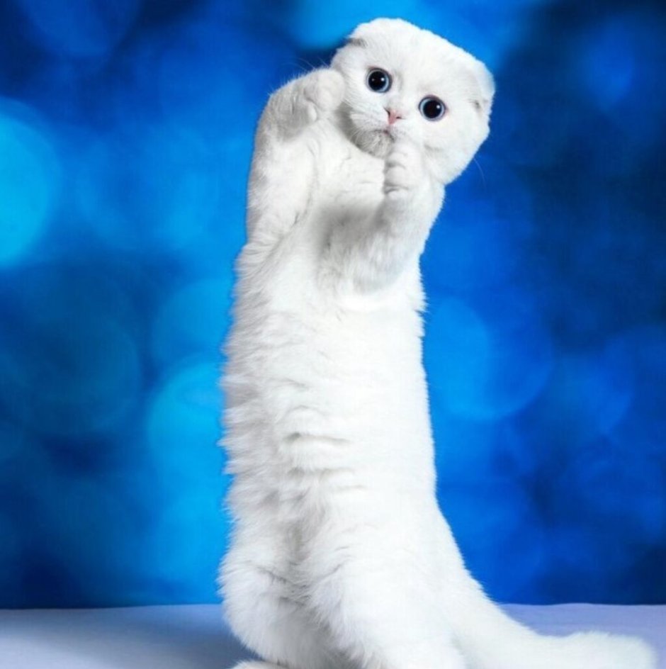 Белый шотландский кот страйт