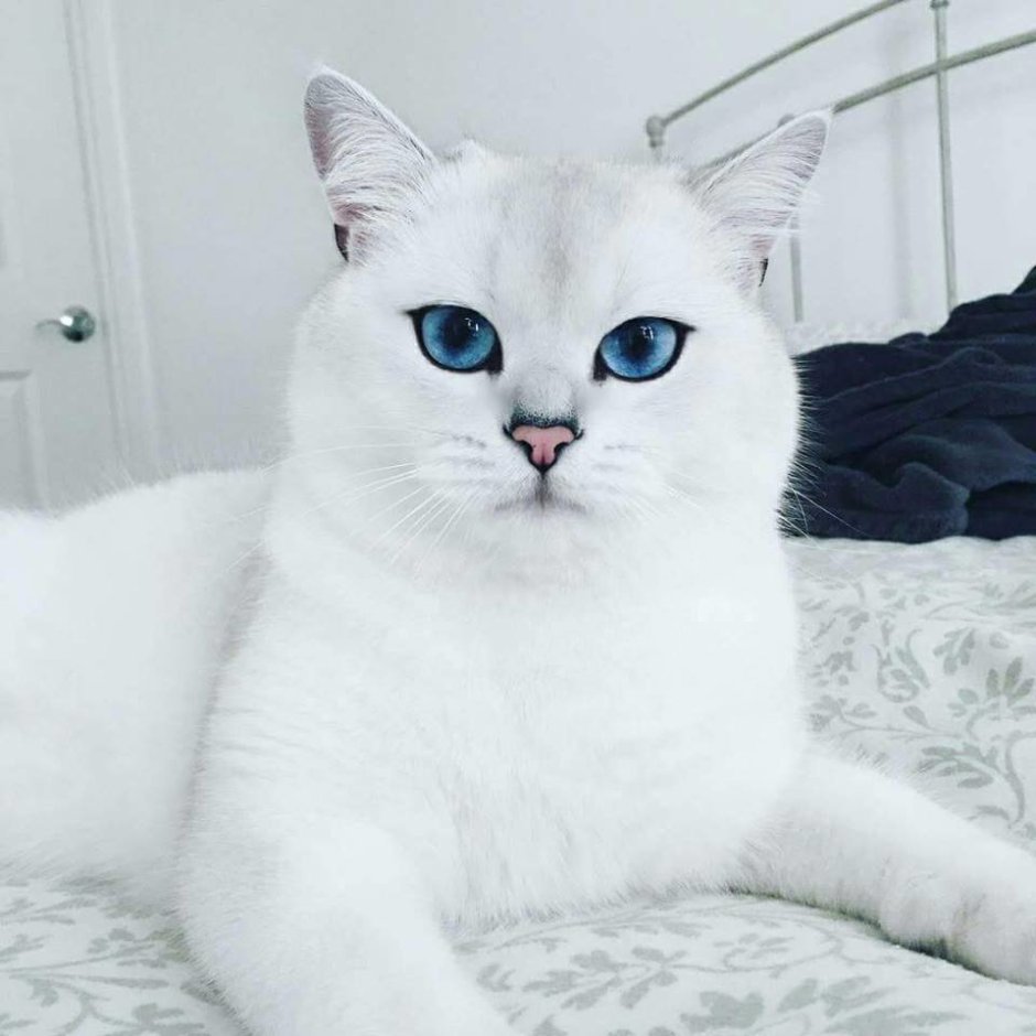Шотландская вислоухая кошка черно белая