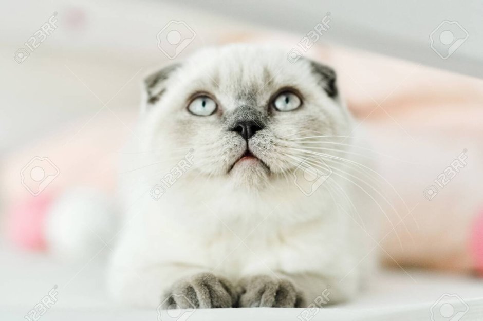 Белый вислоухий кот