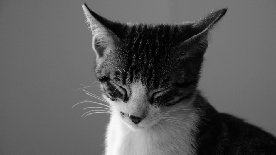 Котики Эстетика