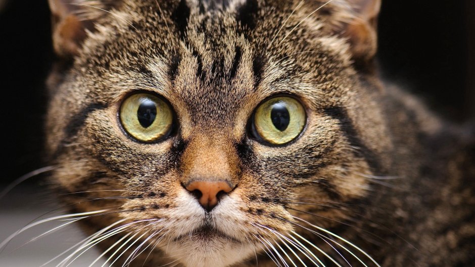 Лицо кота