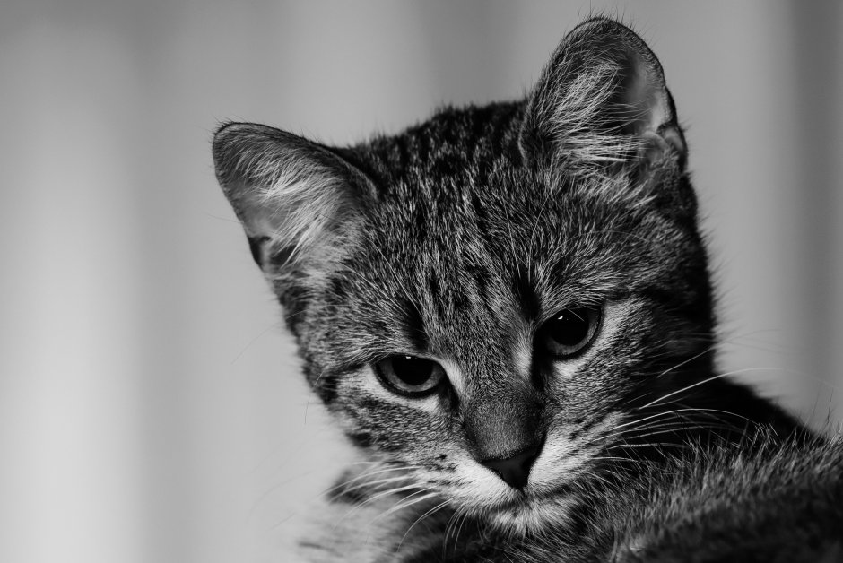 Кот чб