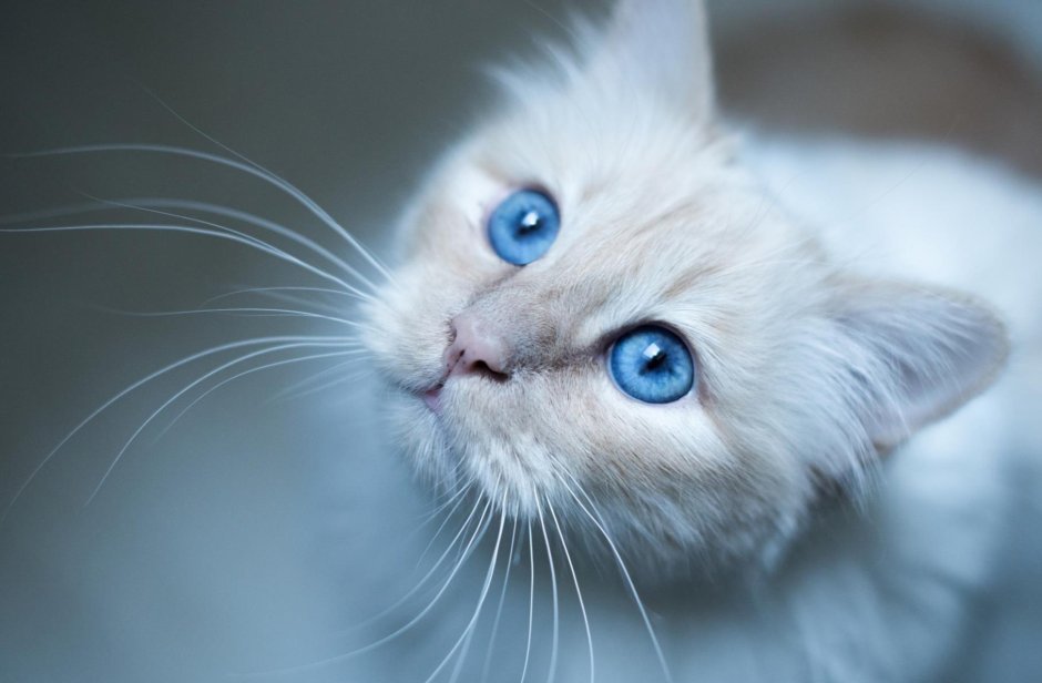 Милый чёрный котик