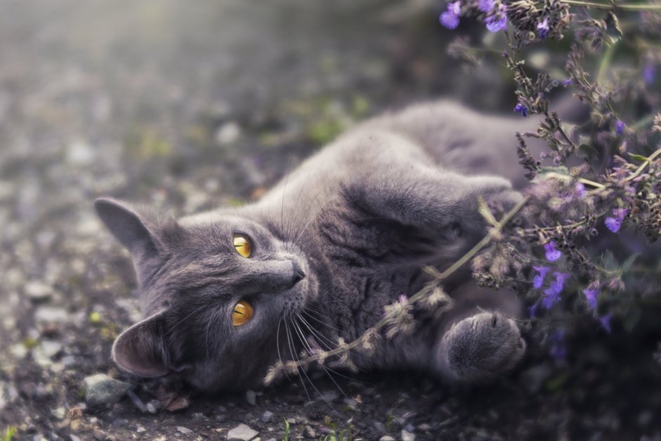 Американская короткошёрстная кошка