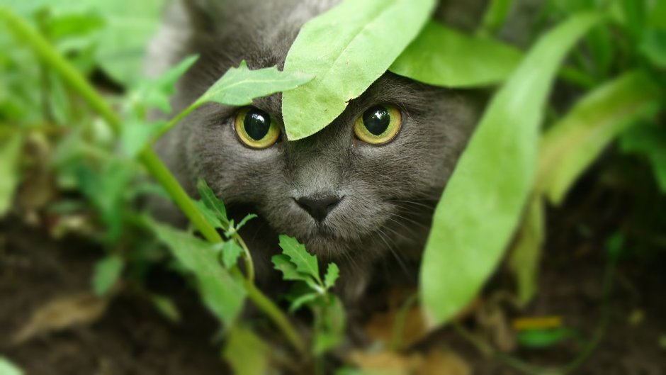 Кошки на рабочий стол компьютера