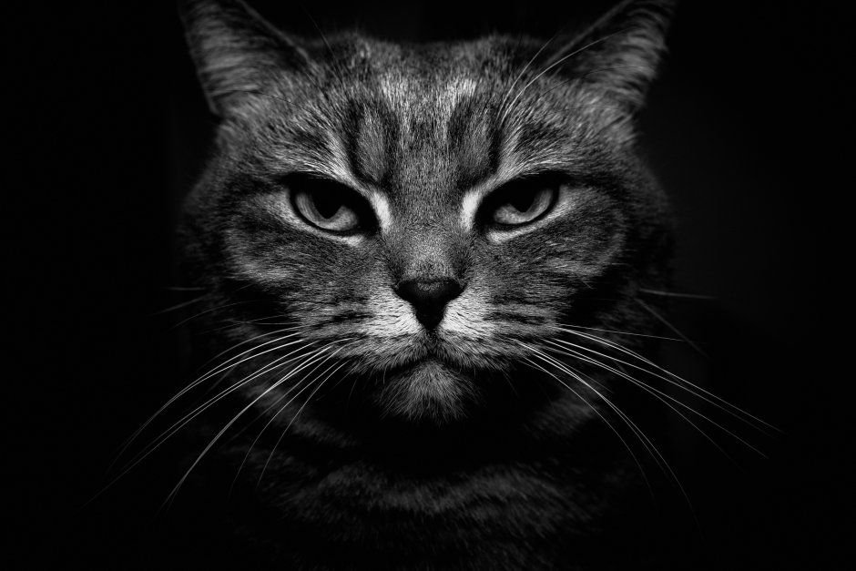 Котенок в снегу обои